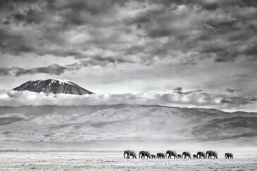 elephants of Kilimanjaro