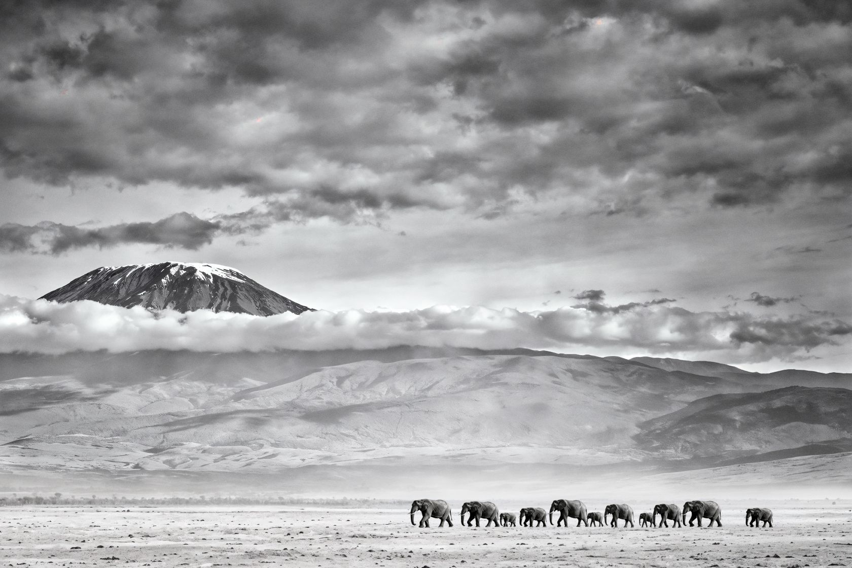 Kilimanjaro olifanten schilderij | Elephants of Kilimanjaro