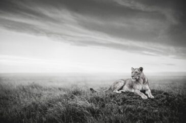 the lioness horizon