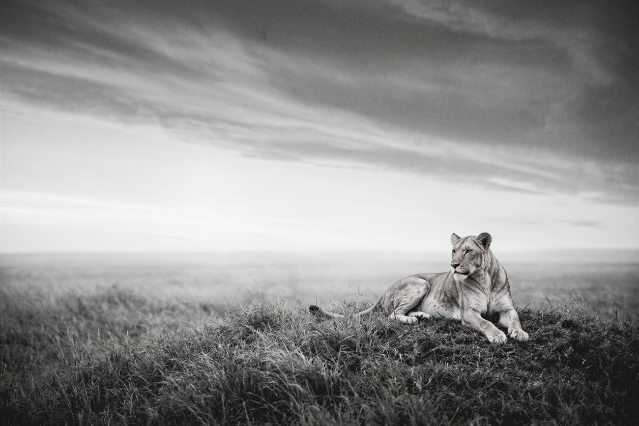 the lioness horizon