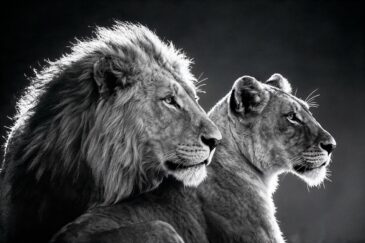 Lions Gaze - zwart-wit leeuwenportret van leeuwenkoppel