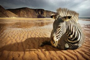 Luxe wall art van een zebra