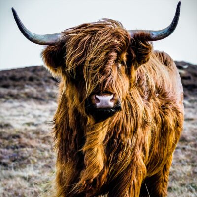 Unique wall art of a cow