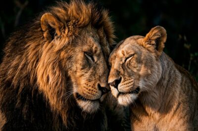 Lions Couple III