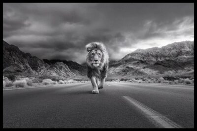 Zwart wit wall decor van krachtige leeuw