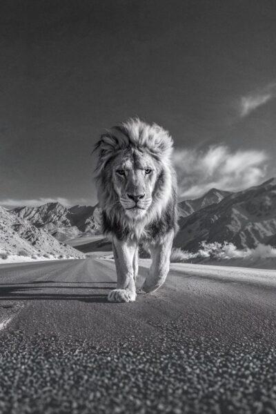 Caminos solitarios III