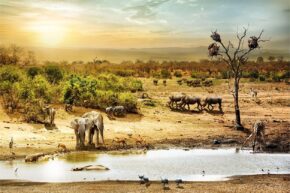 Art mural de la savane africaine avec des animaux sauvages