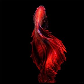 TAOI__0003_Red-darkness