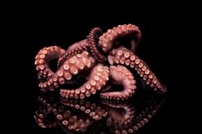 Wanddecoratie van octopus