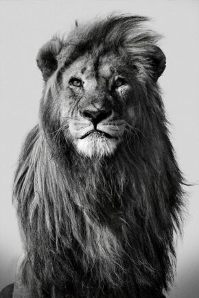 Zwart wit fotokunst dieren showt majestueuze leeuw