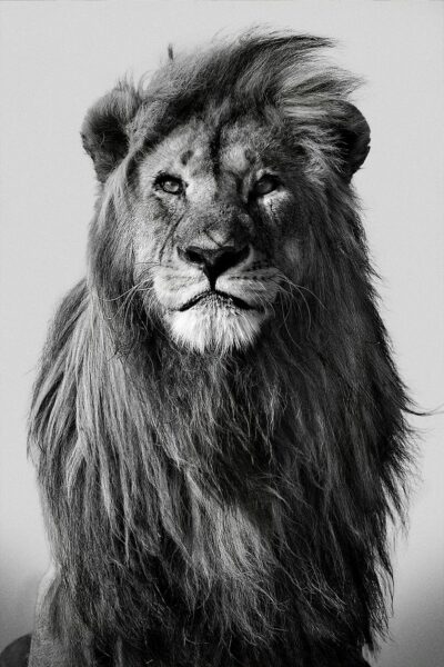 Zwart wit fotokunst dieren showt majestueuze leeuw