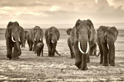 Work on the wall of elephant